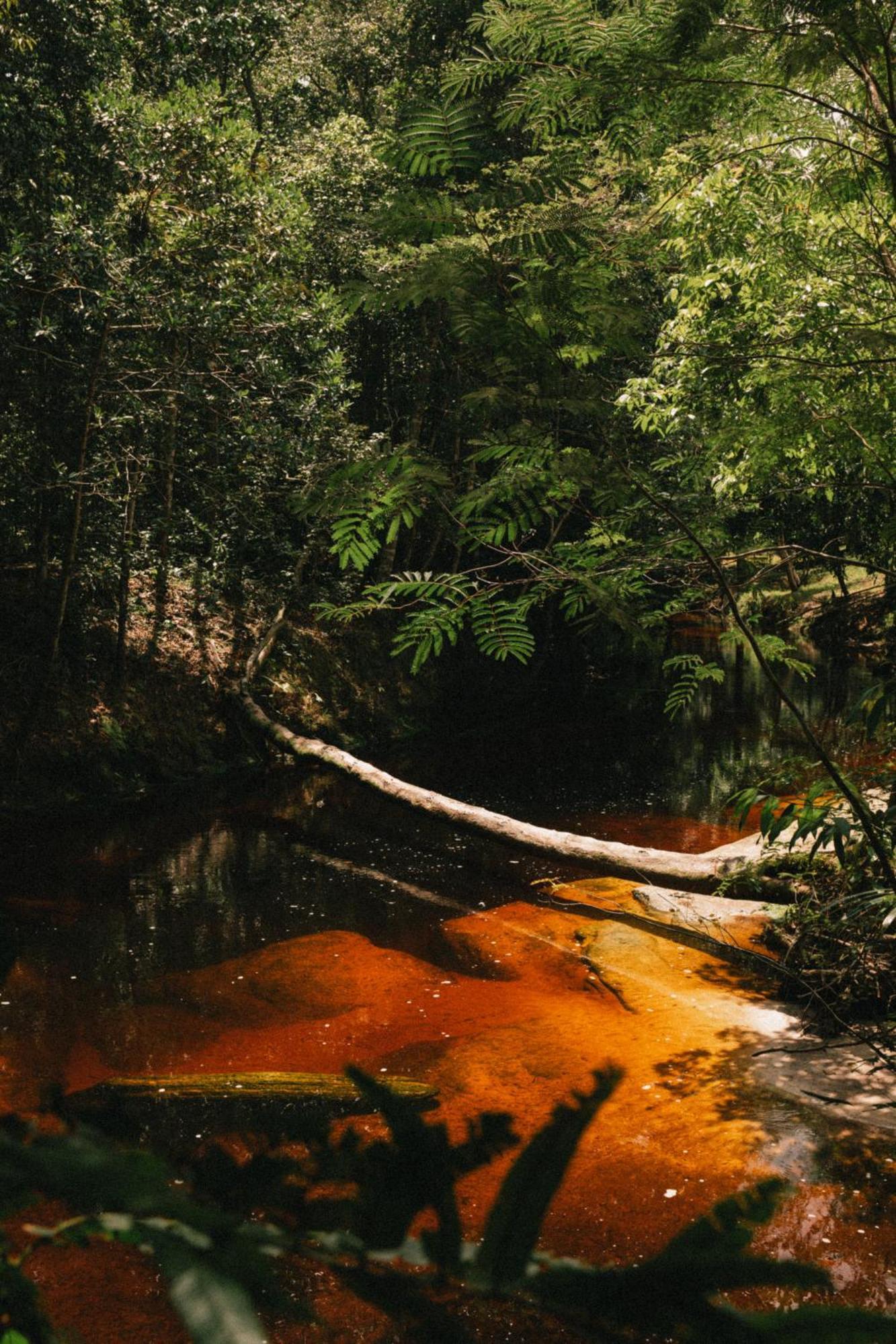 Refugio Mari Mari Lodge Presidente Figueiredo Luaran gambar